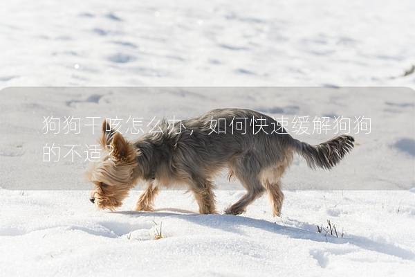 狗狗干咳怎么办，如何快速缓解狗狗的不适？