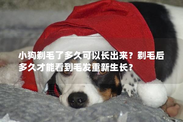 小狗剃毛了多久可以长出来？剃毛后多久才能看到毛发重新生长？
