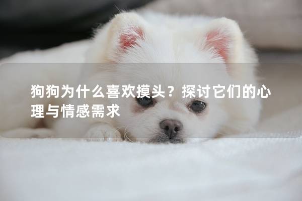 狗狗为什么喜欢摸头？探讨它们的心理与情感需求