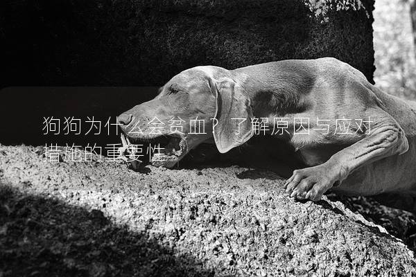 狗狗为什么会贫血？了解原因与应对措施的重要性