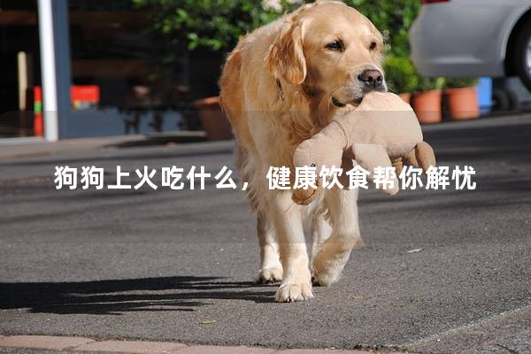 狗狗上火吃什么，健康饮食帮你解忧