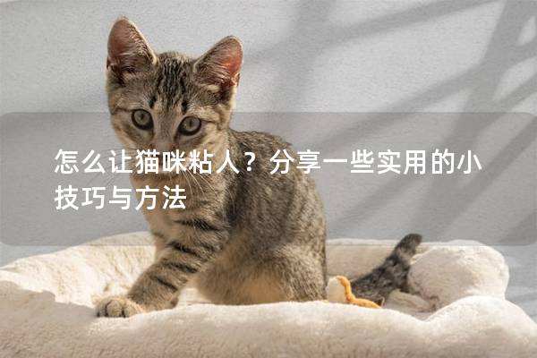 怎么让猫咪粘人？分享一些实用的小技巧与方法