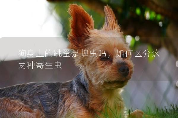 狗身上的跳蚤是蜱虫吗，如何区分这两种寄生虫