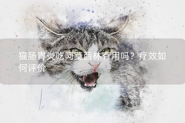 猫肠胃炎吃阿莫西林有用吗？疗效如何评价
