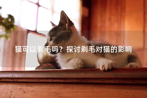 猫可以剃毛吗？探讨剃毛对猫的影响