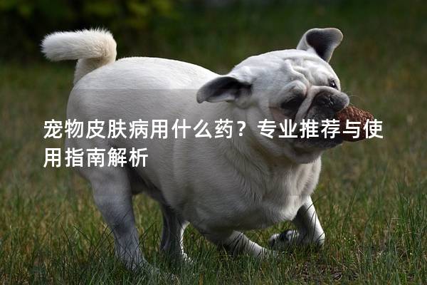 宠物皮肤病用什么药？专业推荐与使用指南解析