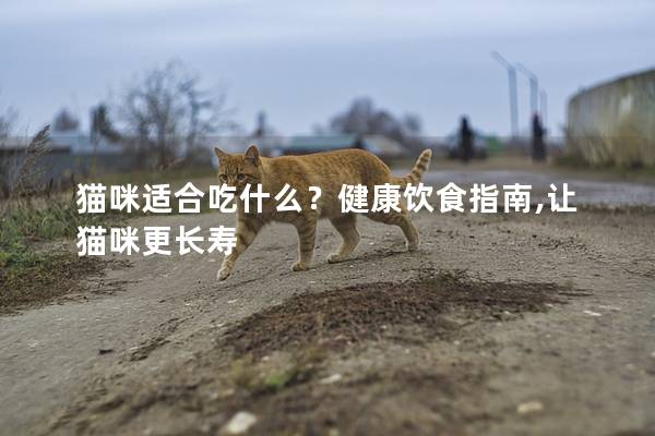 猫咪适合吃什么？健康饮食指南,让猫咪更长寿