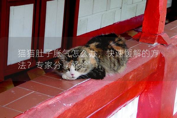 猫猫肚子胀气怎么办，快速缓解的方法？专家分享经验