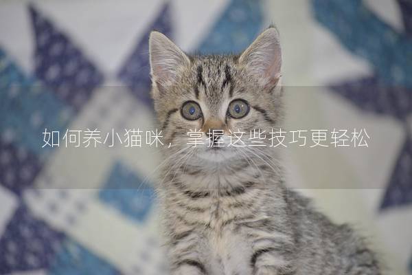 如何养小猫咪，掌握这些技巧更轻松