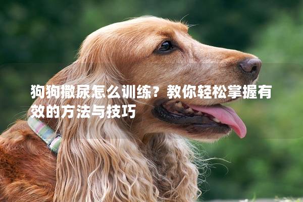 狗狗撒尿怎么训练？教你轻松掌握有效的方法与技巧
