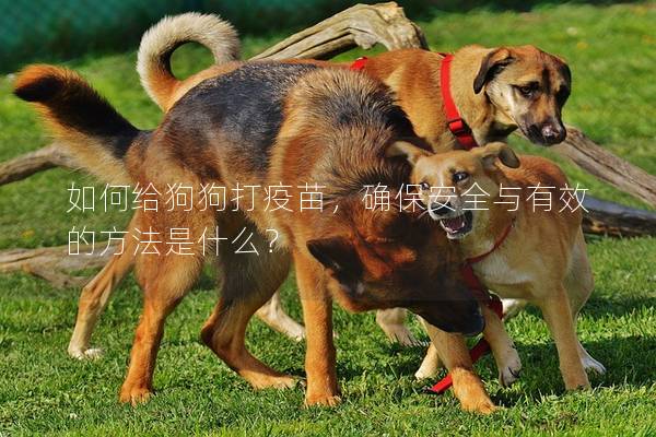 如何给狗狗打疫苗，确保安全与有效的方法是什么？