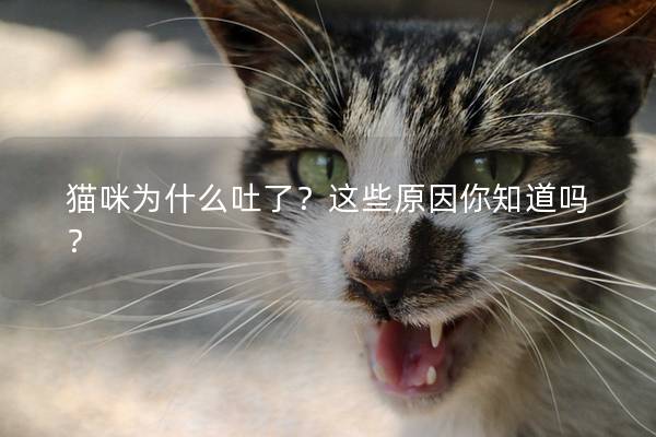 猫咪为什么吐了？这些原因你知道吗？