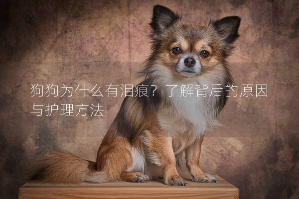 狗狗为什么有泪痕？了解背后的原因与护理方法