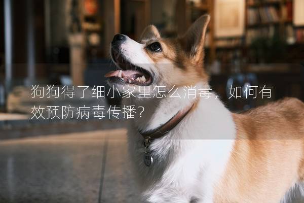 狗狗得了细小家里怎么消毒，如何有效预防病毒传播？