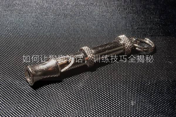 如何让狗狗听话，训练技巧全揭秘