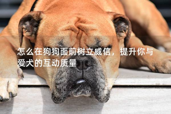 怎么在狗狗面前树立威信，提升你与爱犬的互动质量