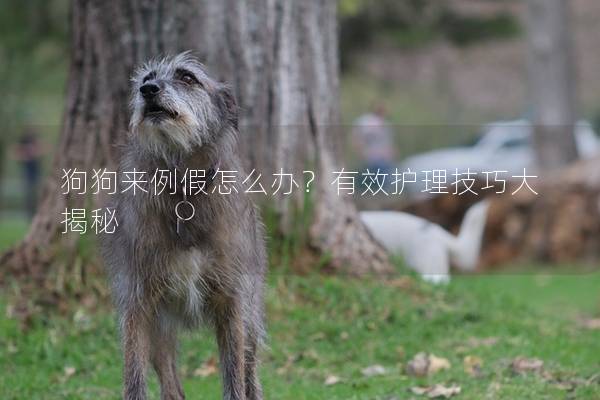 狗狗来例假怎么办？有效护理技巧大揭秘
