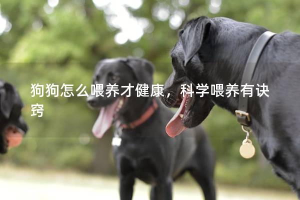 狗狗怎么喂养才健康，科学喂养有诀窍