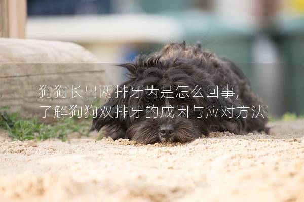 狗狗长出两排牙齿是怎么回事, 了解狗狗双排牙的成因与应对方法