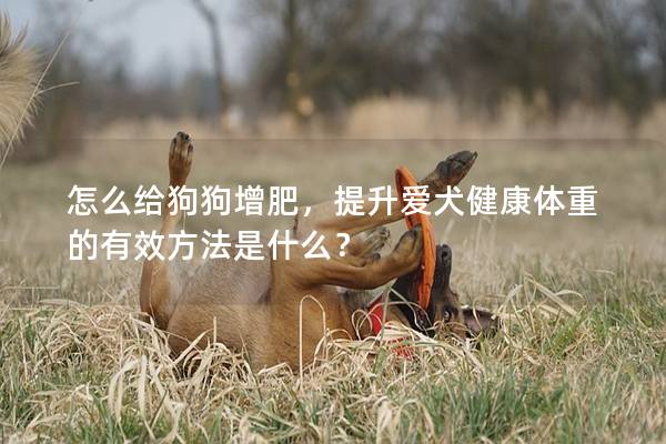 怎么给狗狗增肥，提升爱犬健康体重的有效方法是什么？