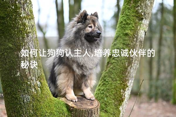 如何让狗狗认主人,培养忠诚伙伴的秘诀