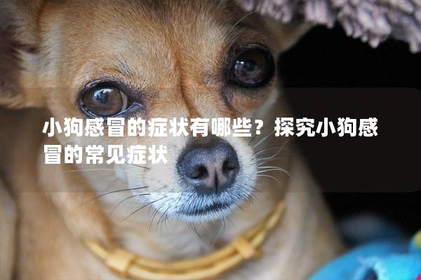 小狗感冒的症状有哪些？探究小狗感冒的常见症状