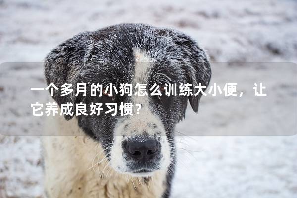 一个多月的小狗怎么训练大小便，让它养成良好习惯？