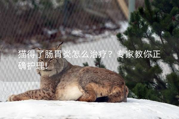 猫得了肠胃炎怎么治疗？专家教你正确护理!