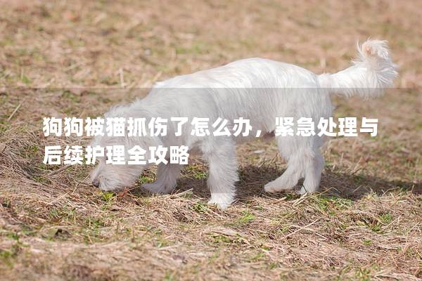 狗狗被猫抓伤了怎么办，紧急处理与后续护理全攻略