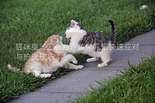 猫咪腹泻怎么办？教你几招快速应对与护理技巧