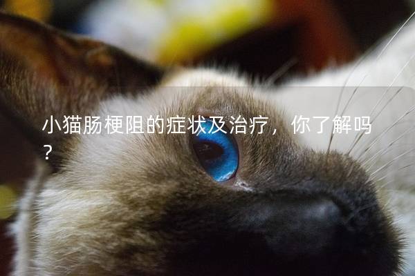 小猫肠梗阻的症状及治疗，你了解吗？