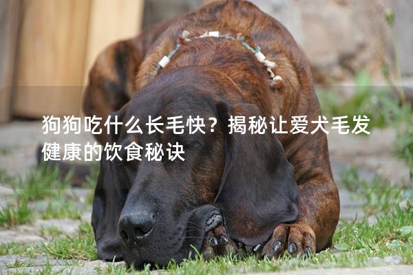 狗狗吃什么长毛快？揭秘让爱犬毛发健康的饮食秘诀