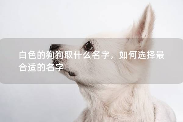 白色的狗狗取什么名字，如何选择最合适的名字