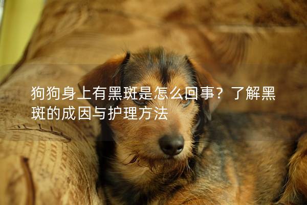狗狗身上有黑斑是怎么回事？了解黑斑的成因与护理方法