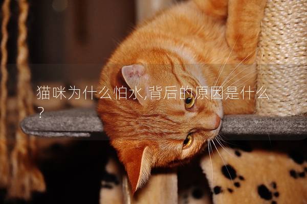 猫咪为什么怕水,背后的原因是什么？