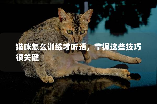 猫咪怎么训练才听话，掌握这些技巧很关键