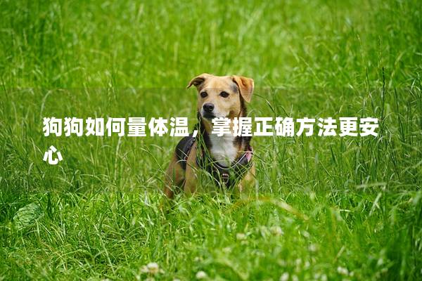 狗狗如何量体温，掌握正确方法更安心