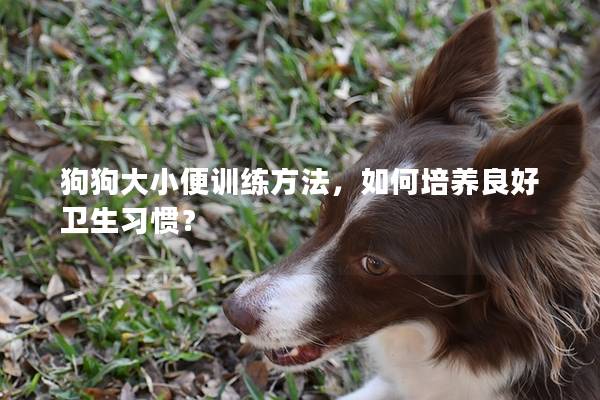 狗狗大小便训练方法，如何培养良好卫生习惯？