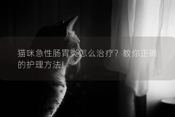 猫咪急性肠胃炎怎么治疗？教你正确的护理方法!