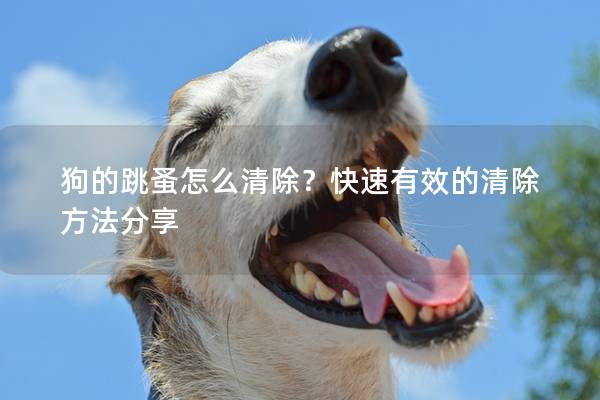 狗的跳蚤怎么清除？快速有效的清除方法分享