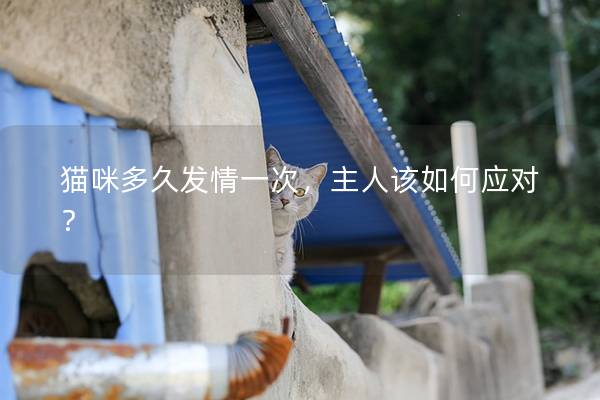 猫咪多久发情一次，主人该如何应对？