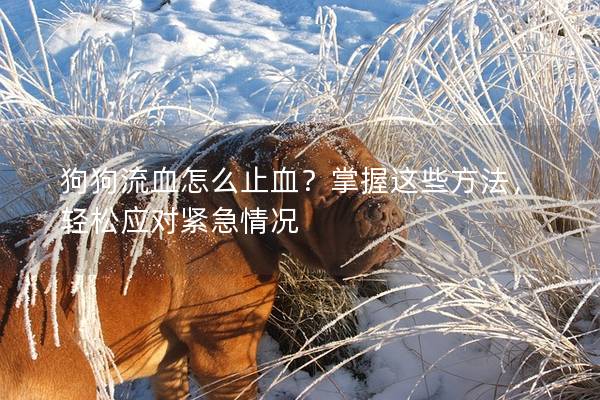 狗狗流血怎么止血？掌握这些方法，轻松应对紧急情况