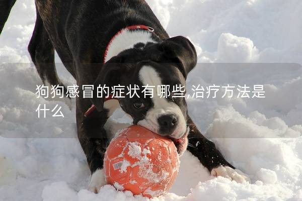 狗狗感冒的症状有哪些,治疗方法是什么