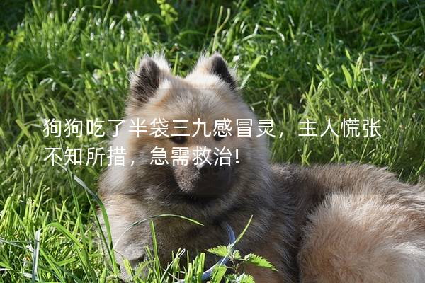 狗狗吃了半袋三九感冒灵，主人慌张不知所措，急需救治!