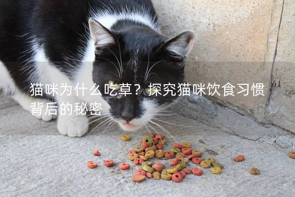 猫咪为什么吃草？探究猫咪饮食习惯背后的秘密