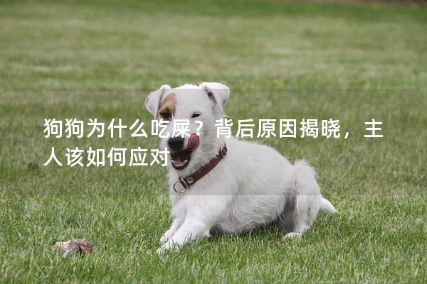 狗狗为什么吃屎？背后原因揭晓，主人该如何应对