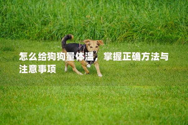 怎么给狗狗量体温，掌握正确方法与注意事项