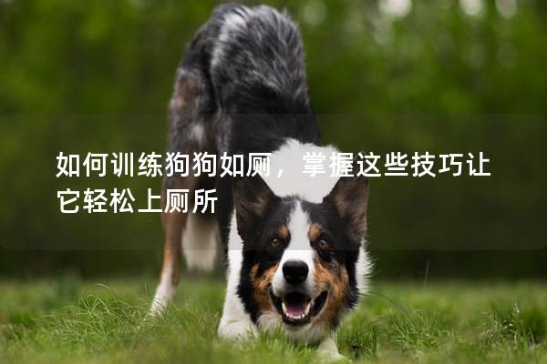 如何训练狗狗如厕，掌握这些技巧让它轻松上厕所