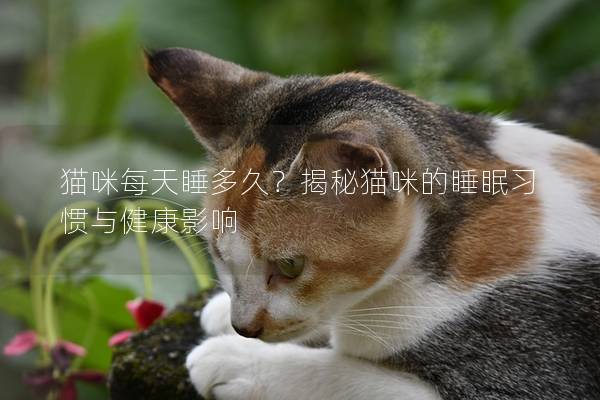 猫咪每天睡多久？揭秘猫咪的睡眠习惯与健康影响