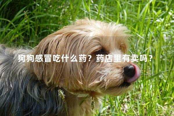 狗狗感冒吃什么药？药店里有卖吗？